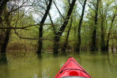 Ağaçların arasındaki sel basmış ormanda kano yapmak. Tuna Nehri 'ndeki yüksek kaynak suları sırasında su basmış ağaçlardaki kırmızı kanonun pruvasından manzara. Tuna nehri, bahar kanosu. Kanonun pruvasında seçici odaklanma.