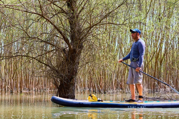 Homem Stand Paddle Boarding Sup Remando Entre Árvores Inundadas Remando — Fotografia de Stock