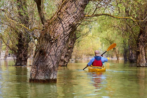 Άντρας Κίτρινο Καγιάκ Ανάμεσα Πλημμυρισμένα Δέντρα Καγιάκ Περιοχές Άγριας Φύσης — Φωτογραφία Αρχείου