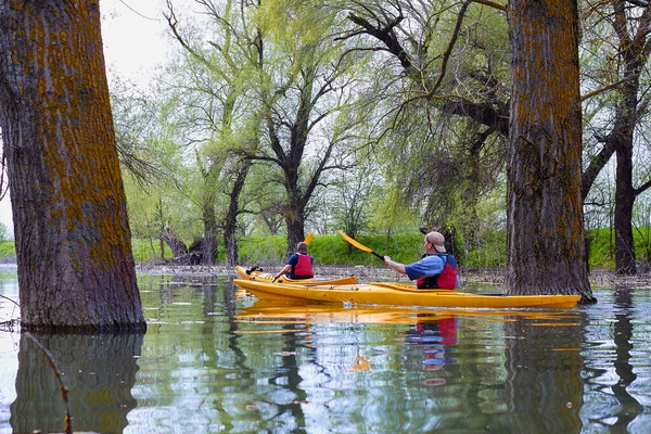 Dos Kayaks Amarillos Áreas Silvestres Río Danubio Entre Árboles Inundados — Foto de Stock
