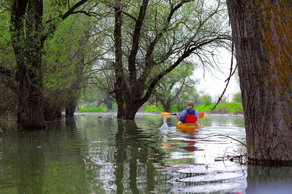 Hombre Kayak Amarillo Entre Árboles Inundados Kayak Áreas Silvestres Río — Foto de Stock