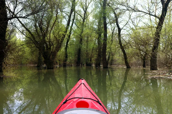 Kayaking Wild Flooded Forest Trees View Bow Red Kayak Flooded — Stock Photo, Image