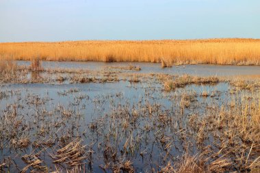 Kuru sazlıklar (Phragmitler) ilkbaharın başlarında yaban hayatı rezerv bölgesinde sığ bir göl üzerinde