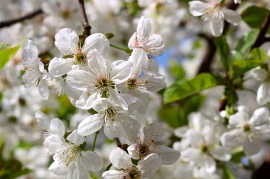 Beyaz kiraz çiçekleriyle çiçek açan dal.