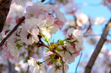 Yumuşak pembe çiçekli Japon kirazı 