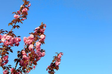 Mavi gökyüzüne karşı pembe kiraz çiçekleriyle çiçek açan dal.