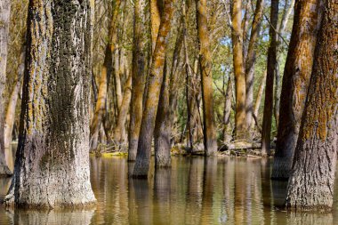 Tuna Nehri 'ndeki bahar seli sırasında taşan kavak ağaçları