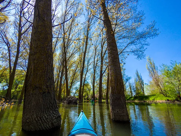 Tiro Ponto Vista Remador Caiaque Azul Árvores Inundadas Água Alta — Fotografia de Stock