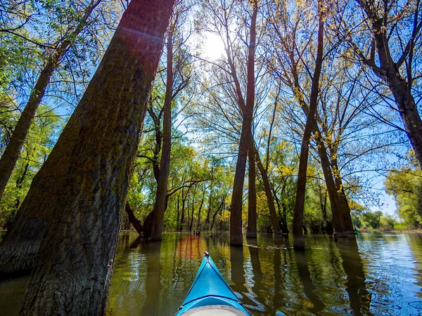 从蓝色皮划艇划桨者的角度出发 在多瑙河春天的高水位下被洪水淹没的树木上射击 在多瑙河春天的高水中 在被洪水淹没的树木中间的荒野中划船 — 图库照片