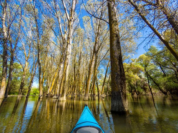 Tiro Ponto Vista Remador Caiaque Azul Árvores Inundadas Água Alta — Fotografia de Stock