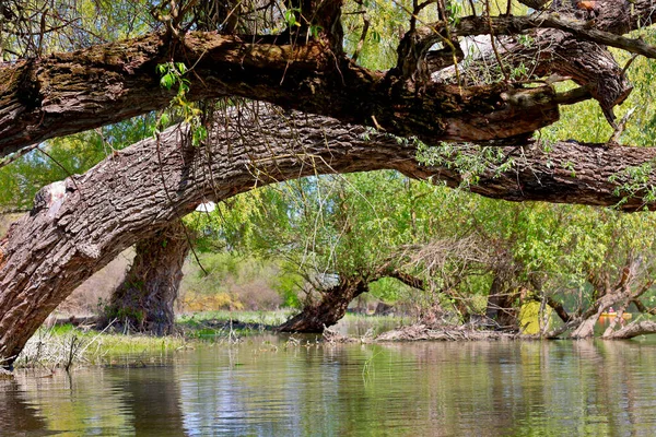 Söğüt gövdeleri ve dalları Tuna Nehri 'nin suyuna eğilmiş.