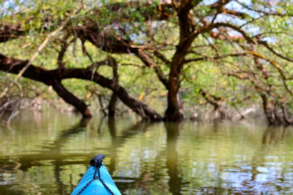 Kayaking Peaceful Calm Water Willow Trunks Branches Bent Water Shot — Stock Photo, Image