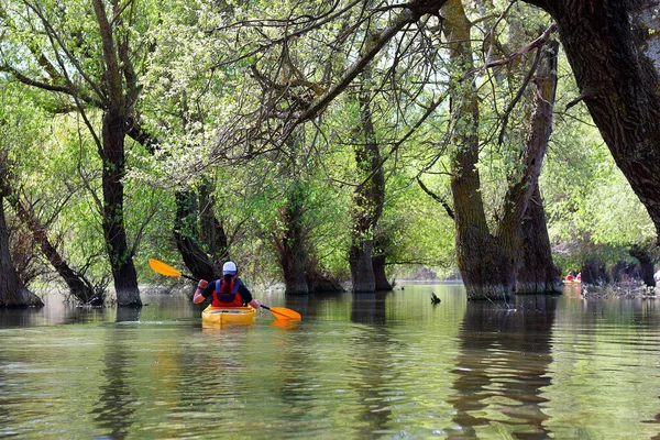 Man Yellow Kayak Flooded Trees Wilderness Areas Danube River Spring — Stock Photo, Image