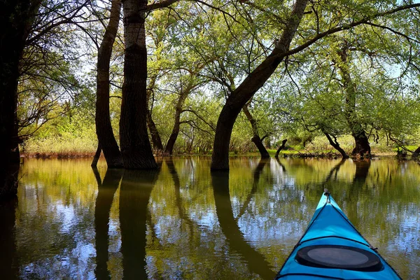 柳の幹や枝に向かって穏やかな穏やかな水にカヤック水の上に曲げ ドナウ川の春の高水で浸水した木の上のパドラーの視点から撮影 — ストック写真