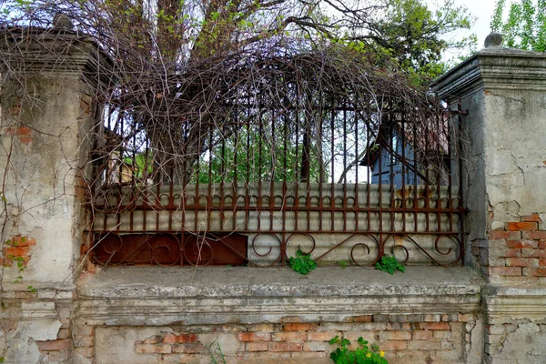 Fragment Vintage Fence Brick Iron Bars Entwined Ivy Early Spring — Stock Photo, Image