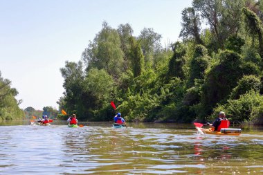 Bir grup insan (arkadaş) Tuna Nehri 'nde yabani üzüm çalılarının yanında kayak yapıyor. Bahar kayağı