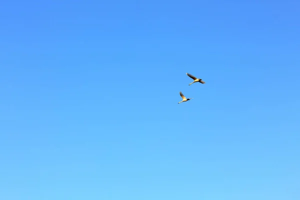 Пара Лебедів Летить Блакитному Небі — стокове фото