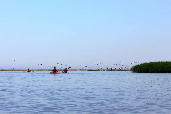 Des Hommes Kayak Confluent Danube Mer Noire Sur Fond Pélicans — Photo