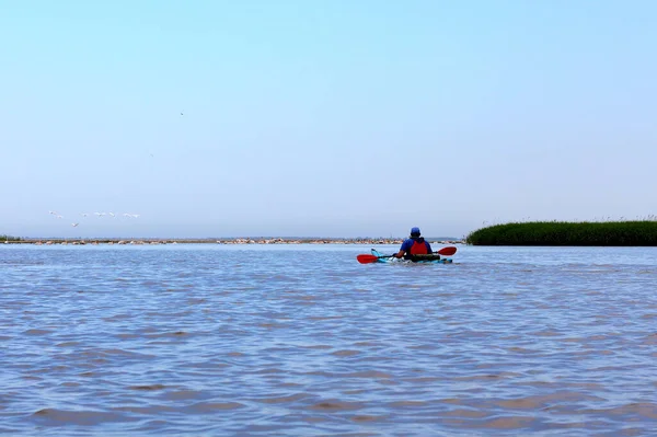 Des Hommes Kayak Confluent Danube Mer Noire Sur Fond Pélicans — Photo