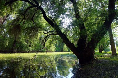 Güzel yeşil söğüt ağacı suların kenarında sakin bir bahar gününde vahşi yaşamın kenarında.