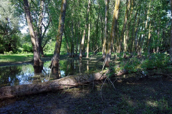 Sakin bahar gününde kavak ağaçları