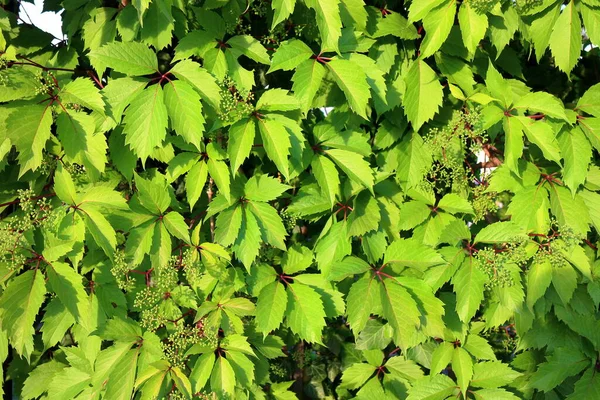 Batan güneşin ışığında yabani üzüm yapraklarının dokusu