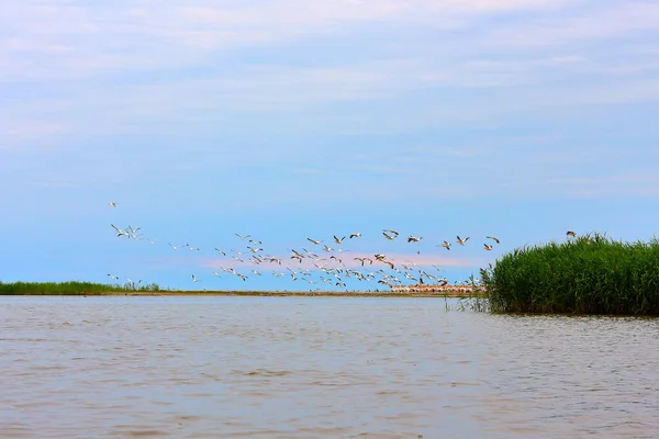 Troupeau Sauvage Grands Pélicans Communs Pelecanus Onocrotalus Sur Banc Sable — Photo