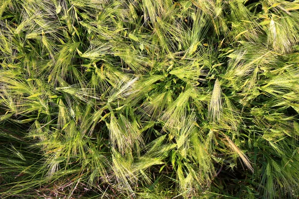 Blick Von Oben Auf Jungen Grünen Weizen Der Auf Einem — Stockfoto