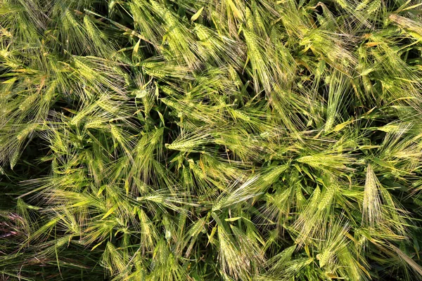 Вид Сверху Молодую Зеленую Пшеницу Растущую Поле — стоковое фото