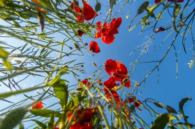 Mavi gökyüzüne karşı çiçek açan kırmızı gelincikler. Alt görünüm