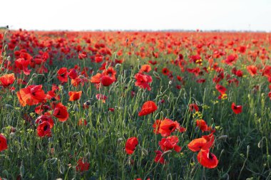 Yeşil alanda ışık altında gelincik çiçekleri. Vahşi, taze gelincik çiçeği.