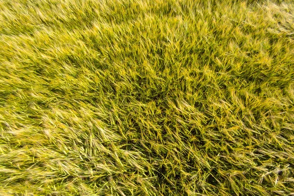 Campo Com Trigo Verde Não Maduro Espinhos Trigo Efeito Textura — Fotografia de Stock