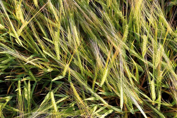Поле Незрелой Зеленой Пшеницей Шипы Пшеницы Эффект Текстуры Вид Сверху — стоковое фото