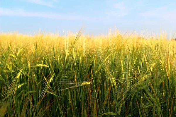 Поле Незрелой Пшеницей Закате Пшеничные Шипы Вблизи — стоковое фото