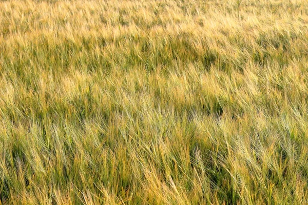 Поле Незрелой Зеленой Пшеницей Шипы Пшеницы Эффект Текстуры Вид Сверху — стоковое фото