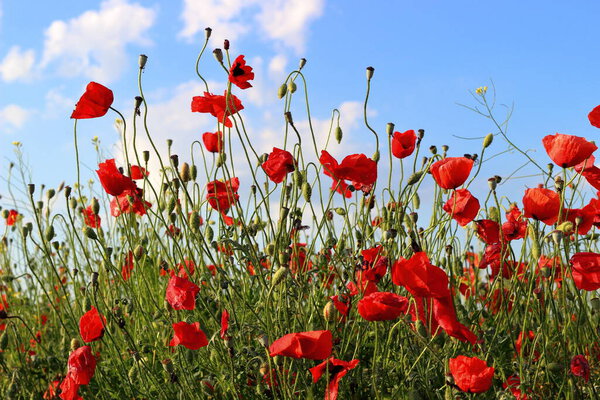 Poppies flowers on green field background. Wild big fresh flower of poppy