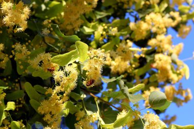Bal arısı ıhlamur çiçek, ıhlamur çiçek, API'ları Carnica içinde toplama nektarı, bal, arı tozlaşmayı Bumble bee yakın çekim