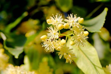 Çiçekli ıhlamur ağacı (kireç ağacı). Linden çiçeği.