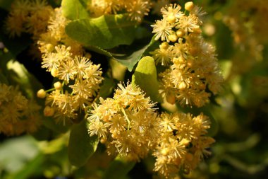 Çiçekli ıhlamur ağacı (kireç ağacı). Linden çiçeği.