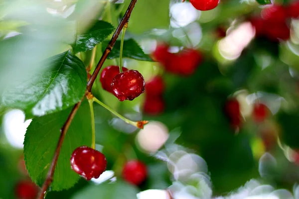 Cherries Droplets Rain Tree Branch — Stock Photo, Image