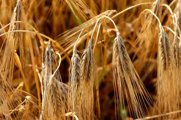 Золотое Зерно Пшеница Ячмень Заднем Плане Время Летнего Заката Света — стоковое фото