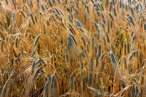 Золотое Зерно Пшеница Ячмень Заднем Плане Время Летнего Заката Света — стоковое фото