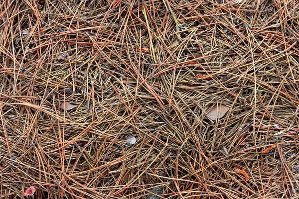 Textur Aus Den Braunen Alten Trockenen Kiefernnadeln Auf Dem Boden — Stockfoto