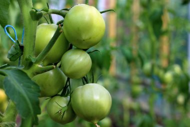 Serada büyüyen genç yeşil domateslerden oluşan yakın çekim grubu. Yeşil domates çiftliği. Organik tarım. Tarım konsepti. Olgunlaşmamış domatesler yeşil saplı meyveler