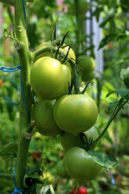 Serada büyüyen genç yeşil domateslerden oluşan yakın çekim grubu. Yeşil domates çiftliği. Organik tarım. Tarım konsepti. Olgunlaşmamış domatesler yeşil saplı meyveler