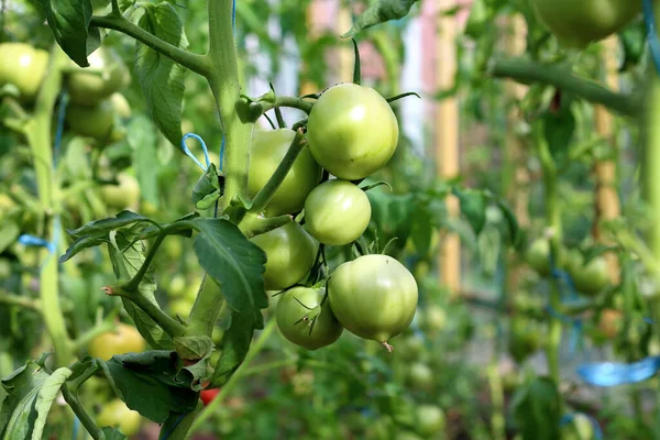 Serada büyüyen genç yeşil domateslerden oluşan yakın çekim grubu. Yeşil domates çiftliği. Organik tarım. Tarım konsepti. Olgunlaşmamış domatesler yeşil saplı meyveler