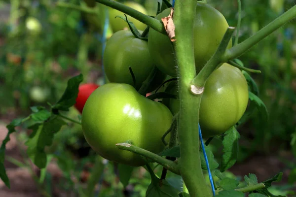 Gros Plan Groupe Jeunes Tomates Vertes Qui Poussent Serre Plantation — Photo