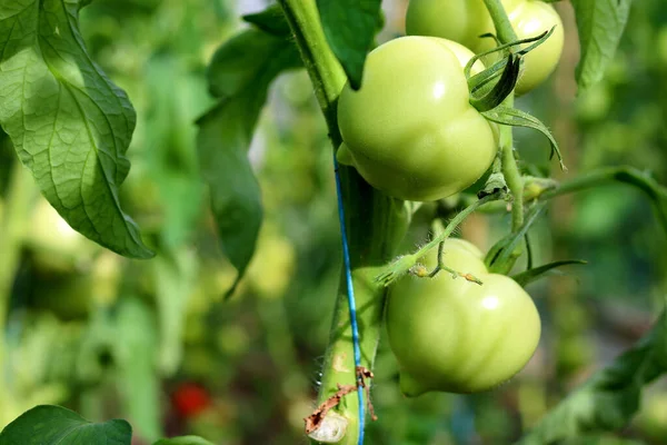 Grupa Zbliżeniowa Młodych Zielonych Pomidorów Rosnących Szklarni Plantacja Zielonych Pomidorów — Zdjęcie stockowe