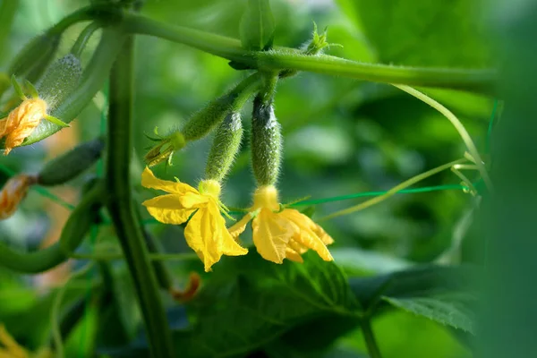 Młody Kwitnący Ogórek Roślinny Żółtymi Kwiatami Soczyste Świeże Makro Ogórka — Zdjęcie stockowe