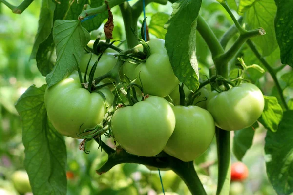 Grupa Zbliżeniowa Młodych Zielonych Pomidorów Rosnących Szklarni Plantacja Zielonych Pomidorów — Zdjęcie stockowe